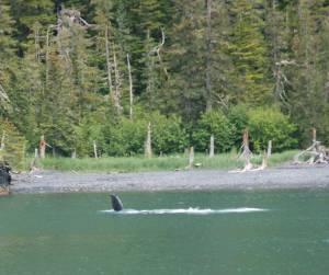 Humpback whale lunge feeding in Prince William Sound
